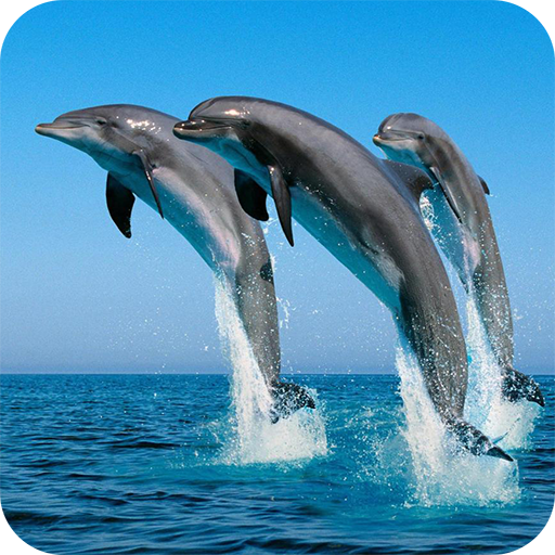 Dolphins Wallpaper 個人化 App LOGO-APP開箱王