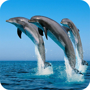 Dolphins Wallpaper.apk 1.01