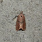 Moth - ?Tortricid