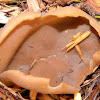 Cup Fungus