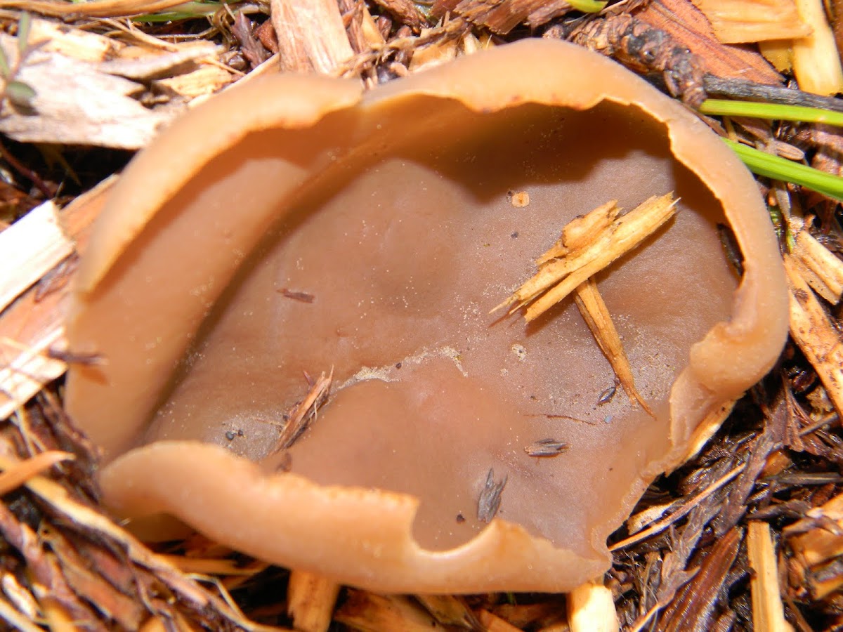 Cup Fungus