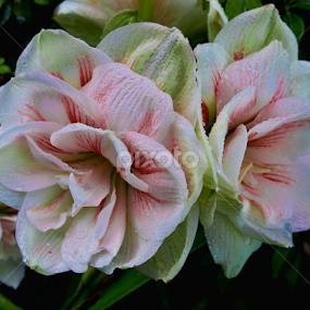 Amirillus by Sandy Friedkin - Flowers Single Flower