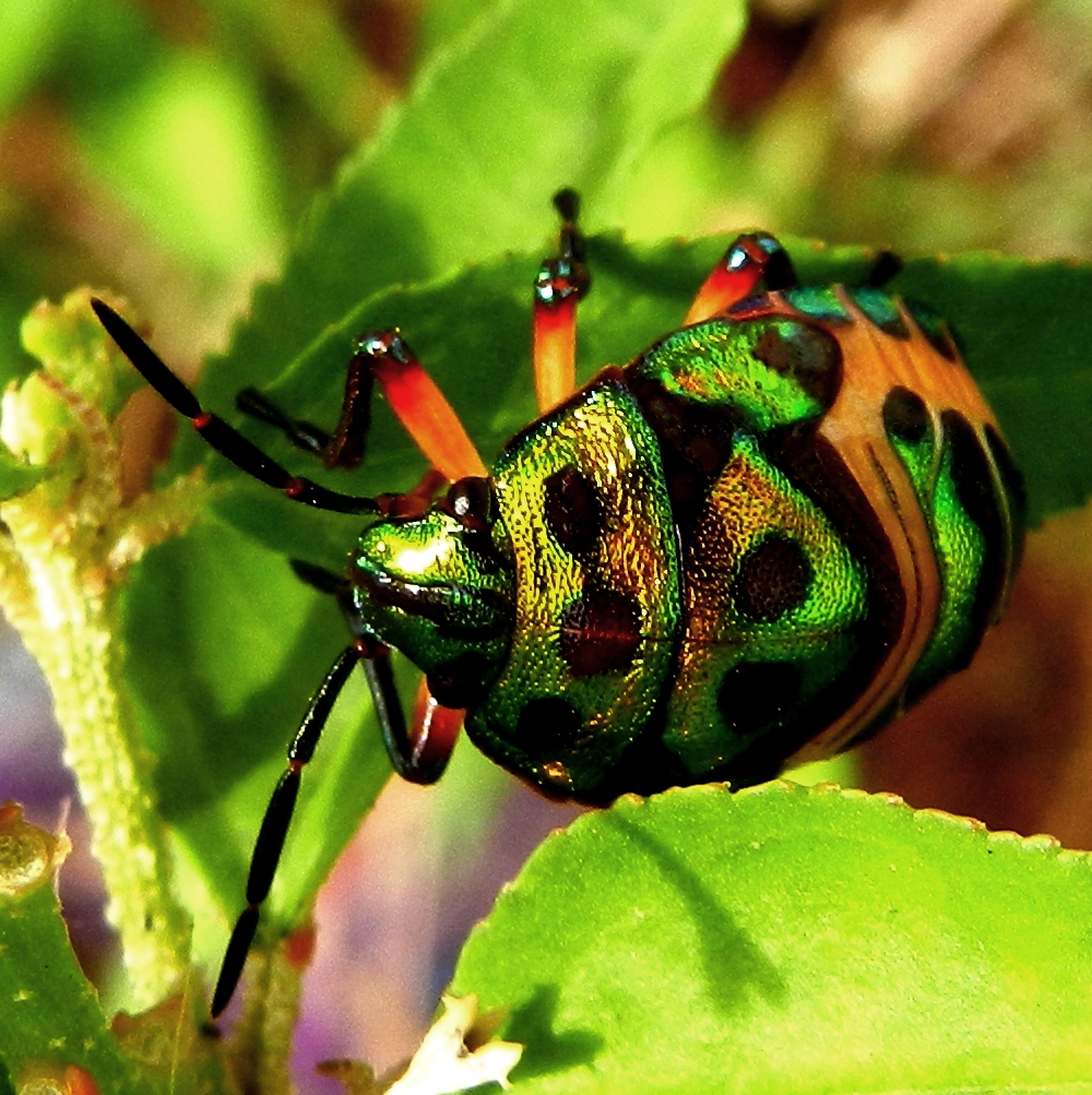 Indian Jewel Bug