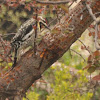 Yellow-bellied Sapsucker