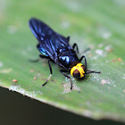 Yellow-headed Soldierfly