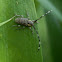 small longicorn beetle
