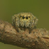 Jumping Spider, female