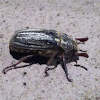 Ten-line June beetle