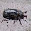 Ten-line June beetle
