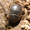 Dung beetle