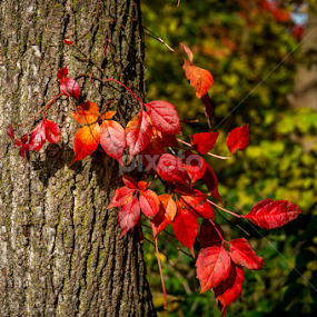 protagonist by Yu Tsumura - Nature Up Close Leaves & Grasses