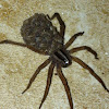 Wolf spider (with babies)