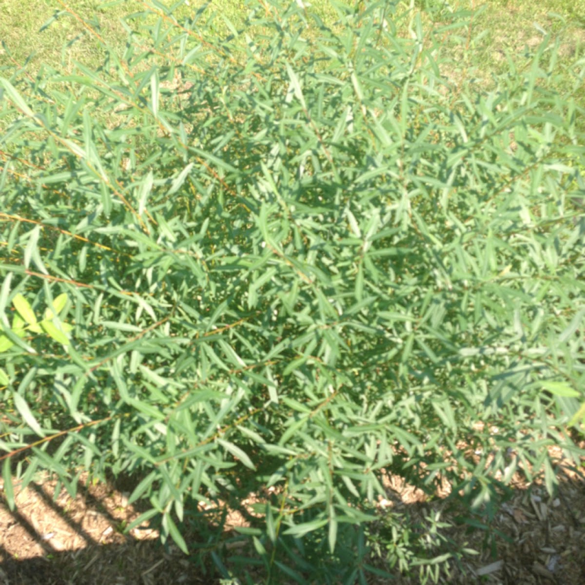 White Willow Project Noah