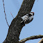 hairy woodpecker male