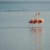 American Greater Flamingo