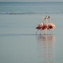 American Greater Flamingo