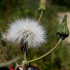 common dandelion; diente de león
