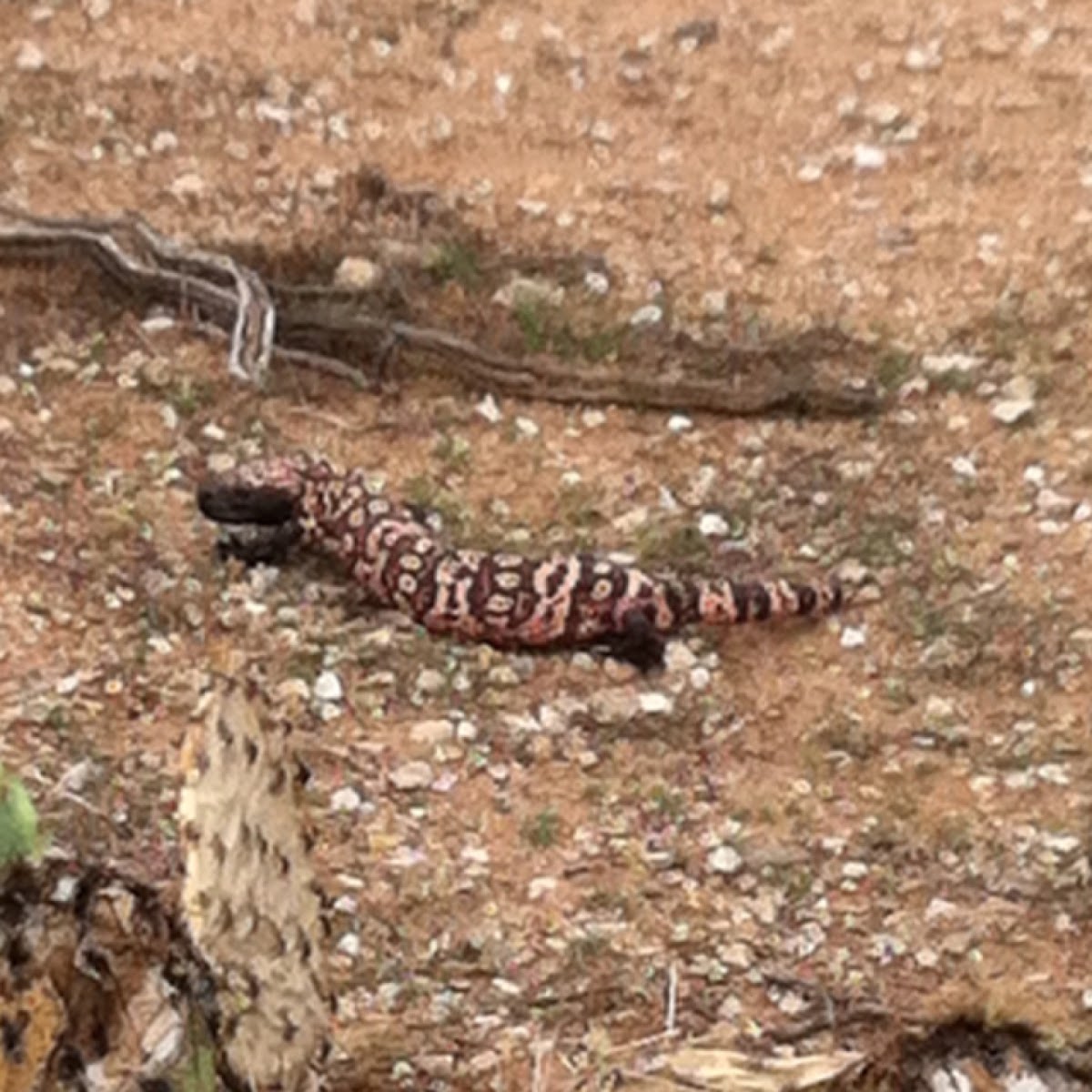 Gila Monster