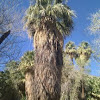 California fan palm 