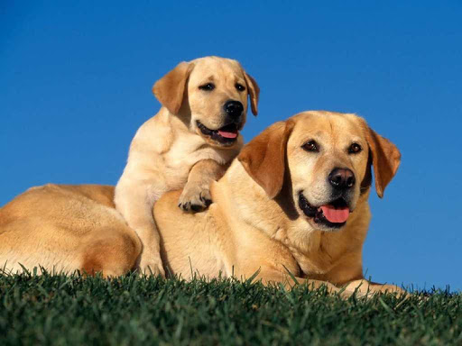 Labrador Wallpapers HD