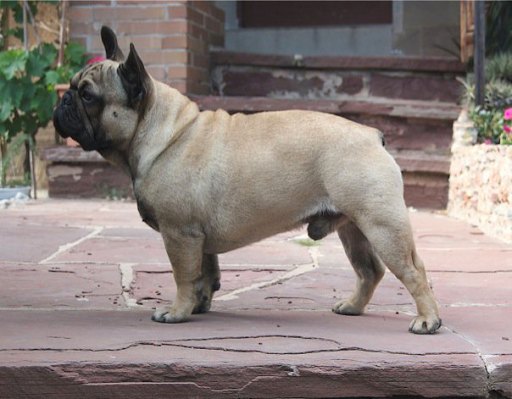 Bulldog Breeds