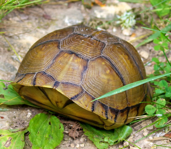 Three-toed Box Turtle | Project Noah