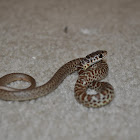 Juvenile Western Yellow Bellied Racer