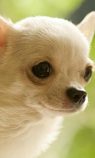 How to mod Chihuahua Jigsaw Puzzle 1.0 unlimited apk for android