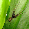 Narrow-waisted Sac Spider