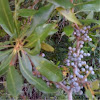 Southern Bayberry, S. Waxmyrtle