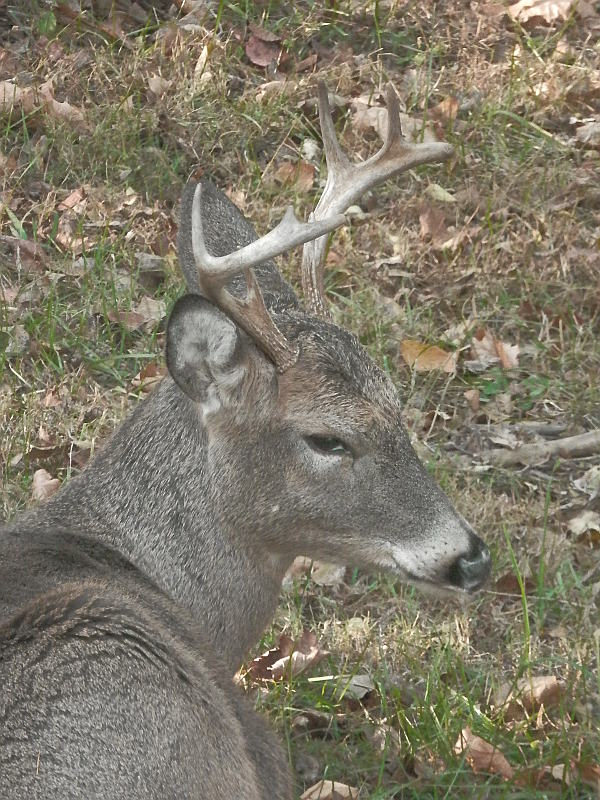 Eastern White-tail Deer (young buck)