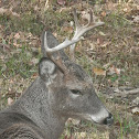 Eastern White-tail Deer (young buck)