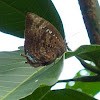 Centaur Oakblue butterfly