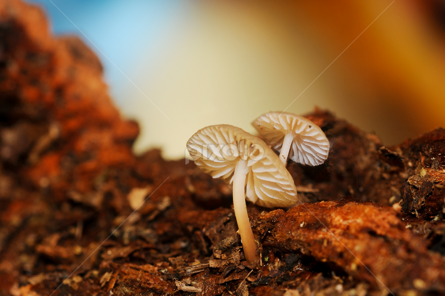 Captain by Fran McMullen - Nature Up Close Mushrooms & Fungi