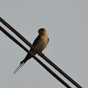 赤腰燕 / Red-rumped Swallow