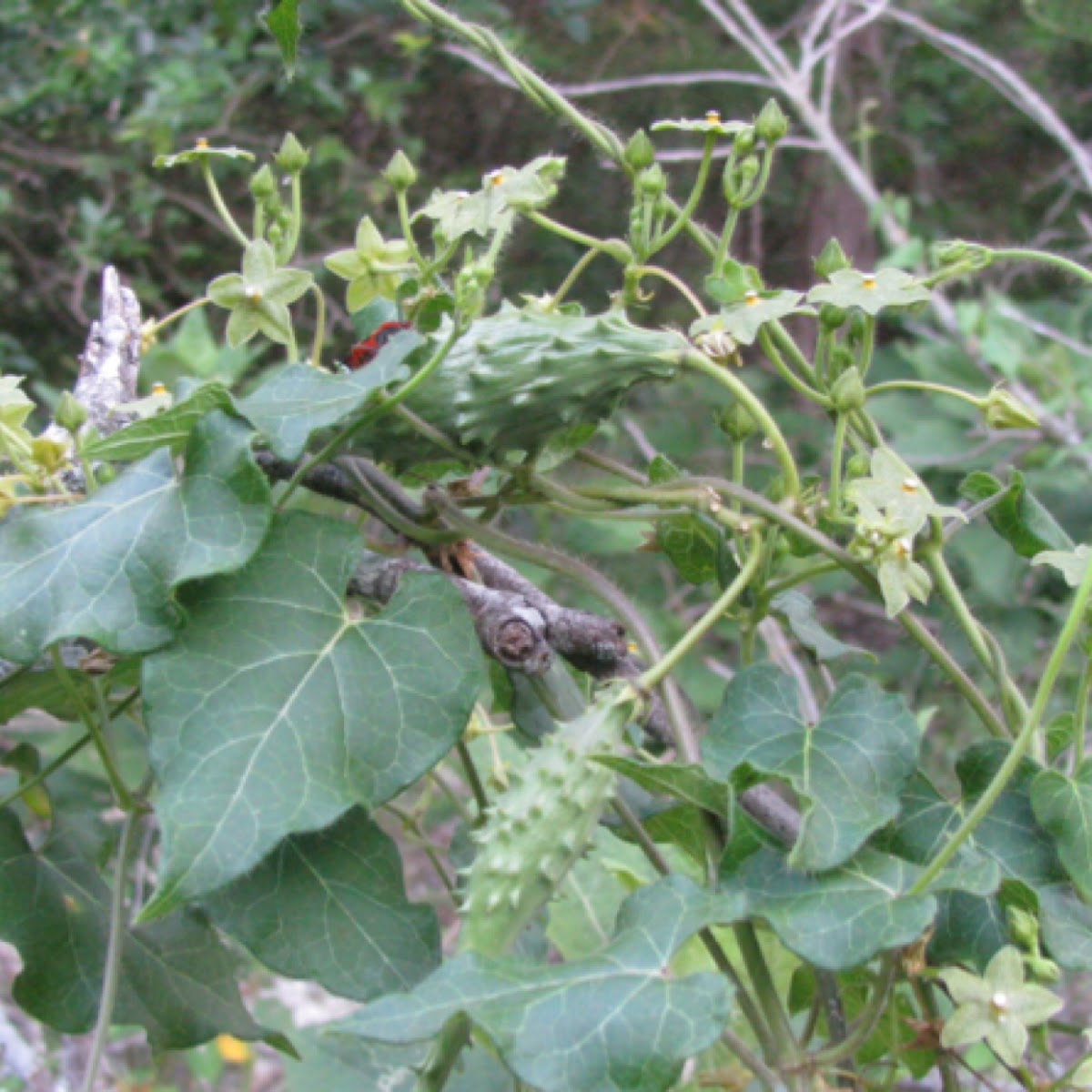 Pearl Milkweed, Green Milkweed Vine