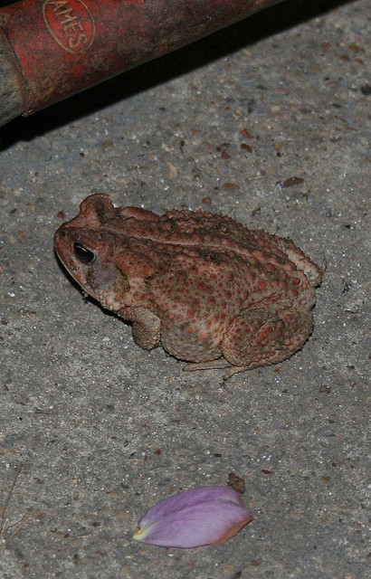 Toad