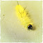American Dagger caterpillar