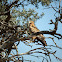 Tawny Eagle