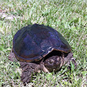 Common Snapping Turtle