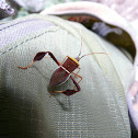 leaf-footed bug