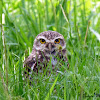 Coruja buraqueira (Burrowing owl)
