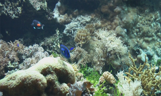 Aquarium Videos Screenshots 5