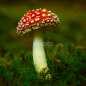 Mr Nice Guy by Peter Samuelsson - Nature Up Close Mushrooms & Fungi