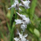 Prairie Larkspur