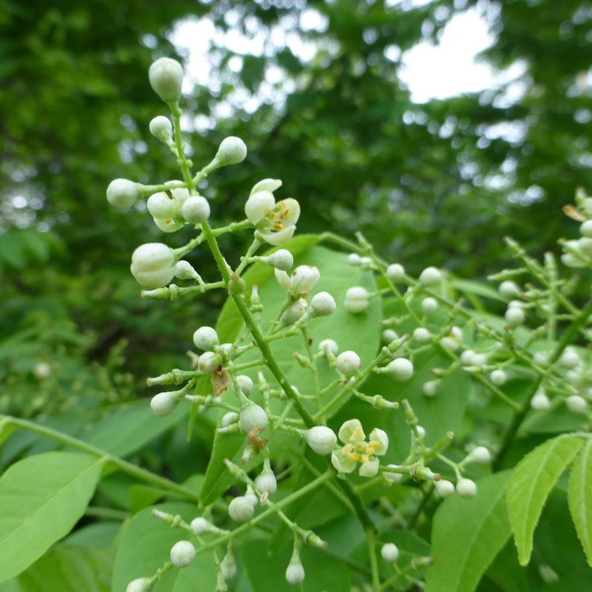 Pink Wampee Project Noah