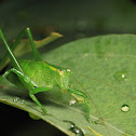 Katydid