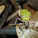 Green broad-nosed weevil