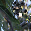Eucalyptus NUTS