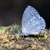 Summer azure (female)